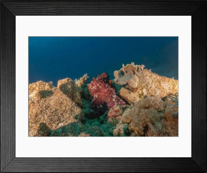 Framed Print : Octopus king of camouflage in the Red Sea, Eilat Israel Framed Print : Octopus king of camouflage in the Red Sea, Eilat Israel