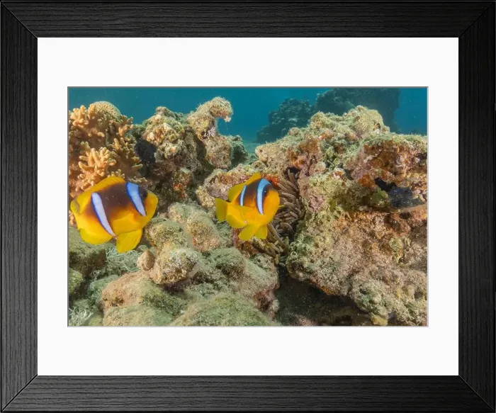 Framed Print : Clown-fish anemonefish in the Red Sea Colorful and beautiful, Eilat Israel Framed Print : Clown-fish anemonefish in the Red Sea Colorful and beautiful, Eilat Israel