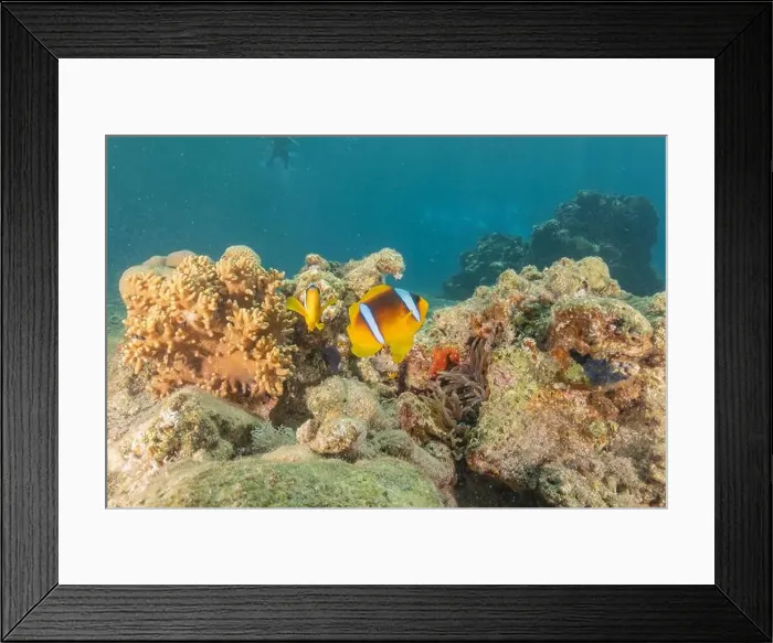 Framed Print : Clown-fish anemonefish in the Red Sea Colorful and beautiful, Eilat Israel Framed Print : Clown-fish anemonefish in the Red Sea Colorful and beautiful, Eilat Israel
