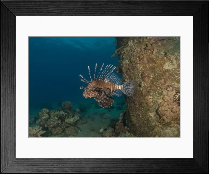 Framed Print : Lionfish in the Red Sea colorful fish, Eilat Israel Framed Print : Lionfish in the Red Sea colorful fish, Eilat Israel