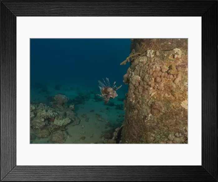 Framed Print : Lionfish in the Red Sea colorful fish, Eilat Israel Framed Print : Lionfish in the Red Sea colorful fish, Eilat Israel