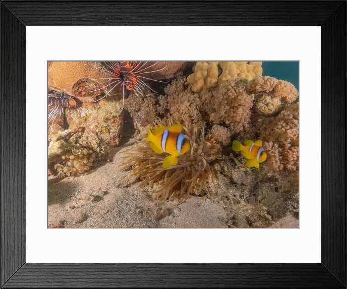 Framed Print : Clown-fish anemonefish in the Red Sea Colorful and beautiful, Eilat Israel Framed Print : Clown-fish anemonefish in the Red Sea Colorful and beautiful, Eilat Israel