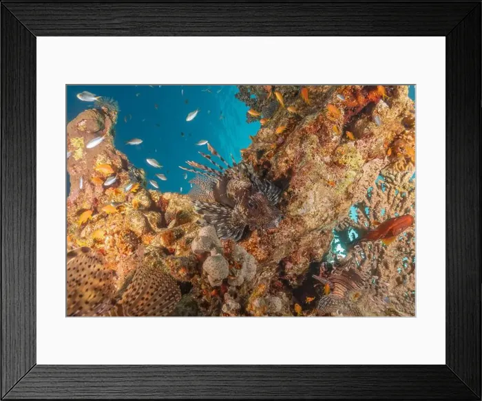 Framed Print : Lionfish in the Red Sea colorful fish, Eilat Israel Framed Print : Lionfish in the Red Sea colorful fish, Eilat Israel