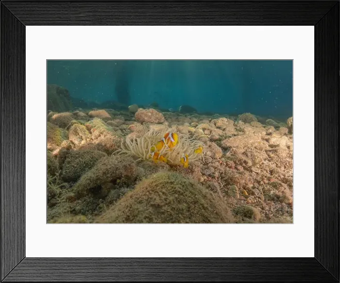 Framed Print : Clown-fish anemonefish in the Red Sea Colorful and beautiful, Eilat Israel Framed Print : Clown-fish anemonefish in the Red Sea Colorful and beautiful, Eilat Israel