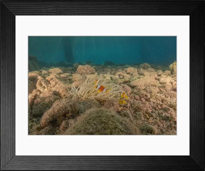 Framed Print : Clown-fish anemonefish in the Red Sea Colorful and beautiful, Eilat Israel Framed Print : Clown-fish anemonefish in the Red Sea Colorful and beautiful, Eilat Israel