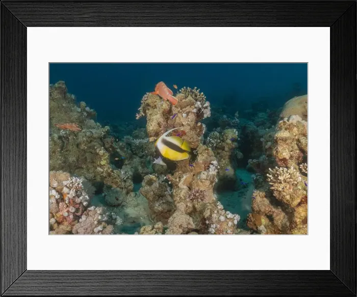 Framed Print : Fish swimming in the Red Sea, colorful fish, Eilat Israel Framed Print : Fish swimming in the Red Sea, colorful fish, Eilat Israel