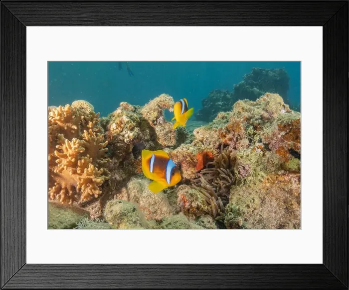 Framed Print : Clown-fish anemonefish in the Red Sea Colorful and beautiful, Eilat Israel Framed Print : Clown-fish anemonefish in the Red Sea Colorful and beautiful, Eilat Israel
