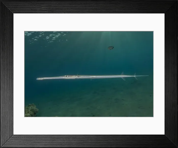 Framed Print : Squid in the Red Sea Colorful and beautiful, Eilat Israel Framed Print : Squid in the Red Sea Colorful and beautiful, Eilat Israel