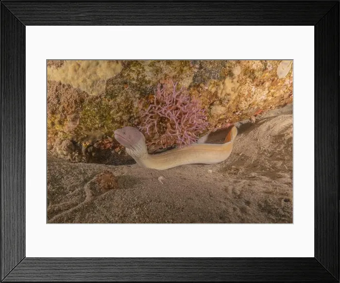 Framed Print : Moray eel Mooray lycodontis undulatus in the Red Sea, Eilat Israel Framed Print : Moray eel Mooray lycodontis undulatus in the Red Sea, Eilat Israel