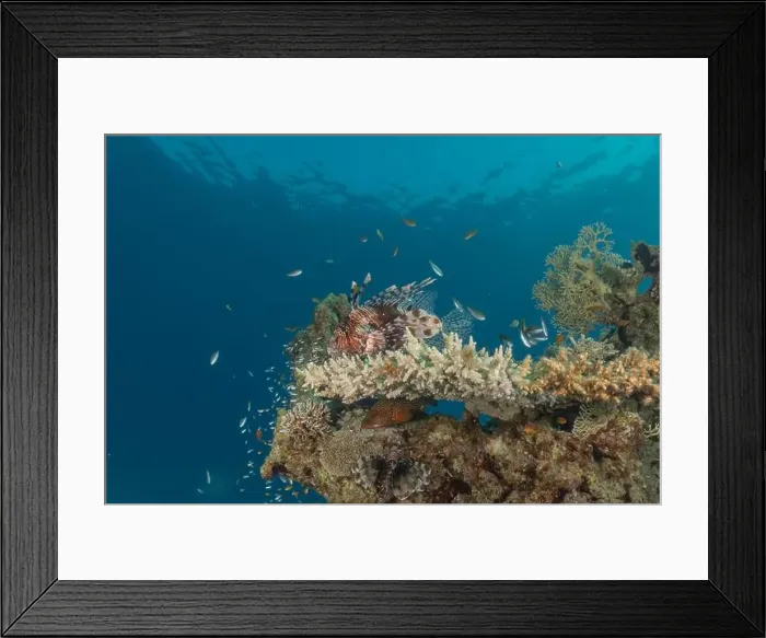 Framed Print : Lionfish in the Red Sea colorful fish, Eilat Israel Framed Print : Lionfish in the Red Sea colorful fish, Eilat Israel