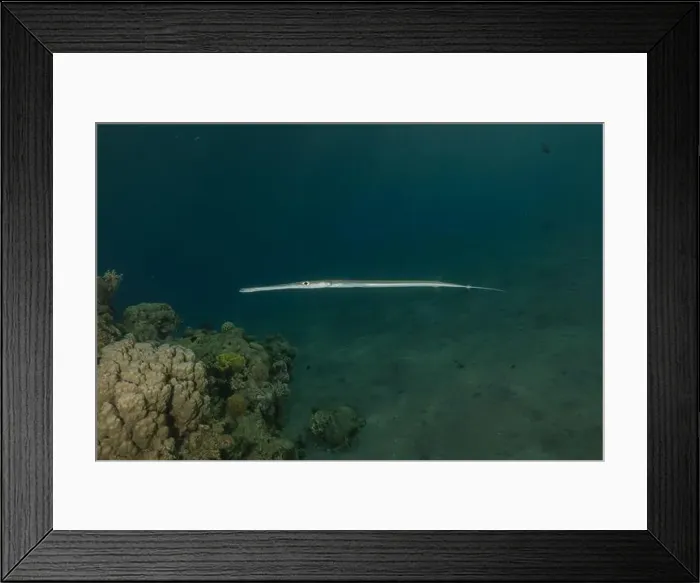 Framed Print : Squid in the Red Sea Colorful and beautiful, Eilat Israel Framed Print : Squid in the Red Sea Colorful and beautiful, Eilat Israel