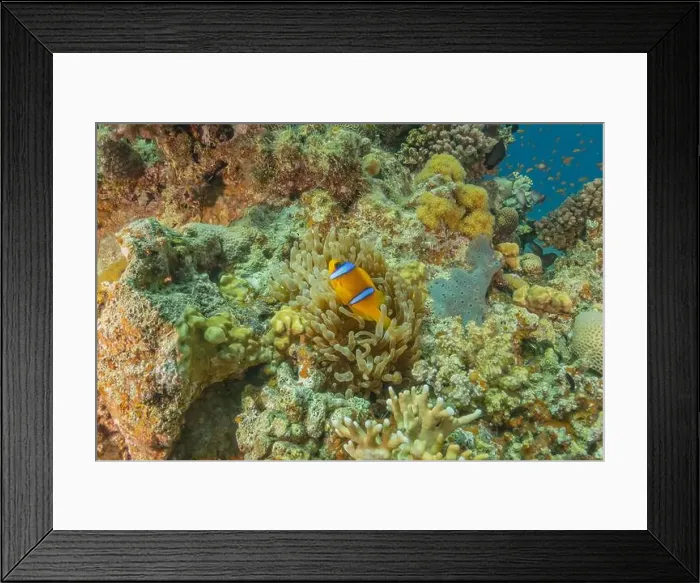 Framed Print : Clown-fish anemonefish in the Red Sea Colorful and beautiful, Eilat Israel Framed Print : Clown-fish anemonefish in the Red Sea Colorful and beautiful, Eilat Israel