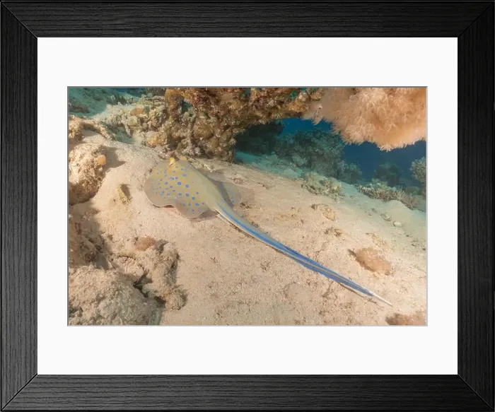 Framed Print : Blue-spotted stingray On the seabed in the Red Sea Eilat, Israel Framed Print : Blue-spotted stingray On the seabed in the Red Sea Eilat, Israel