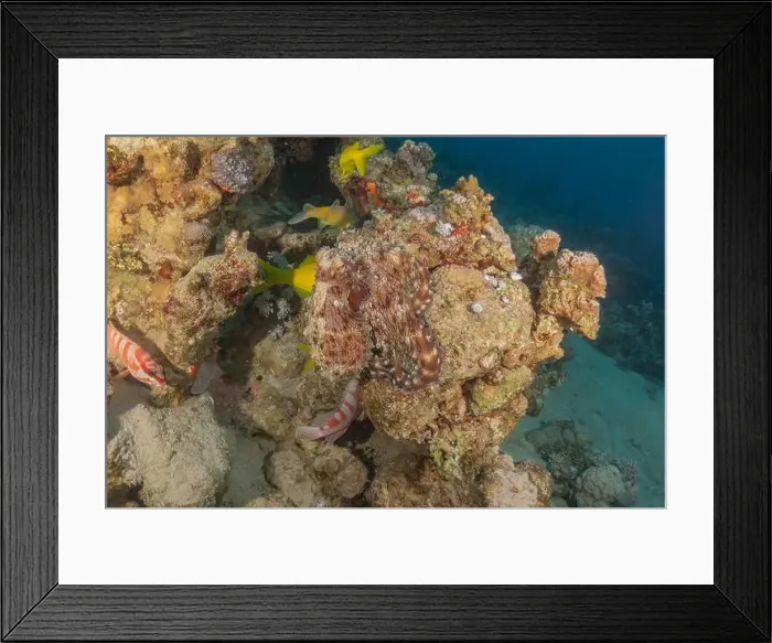 Framed Print : Octopus king of camouflage in the Red Sea, Eilat Israel Framed Print : Octopus king of camouflage in the Red Sea, Eilat Israel