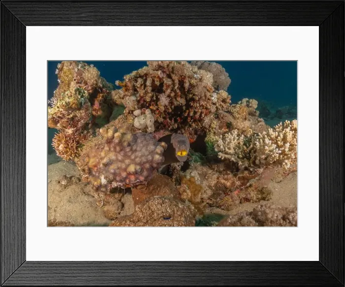 Framed Print : Moray eel Mooray lycodontis undulatus in the Red Sea, Eilat Israel Framed Print : Moray eel Mooray lycodontis undulatus in the Red Sea, Eilat Israel