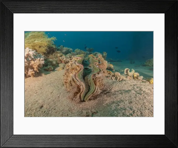 Framed Print : Giant Clam in the Red Sea Colorful and beautiful, Eilat Israel Framed Print : Giant Clam in the Red Sea Colorful and beautiful, Eilat Israel