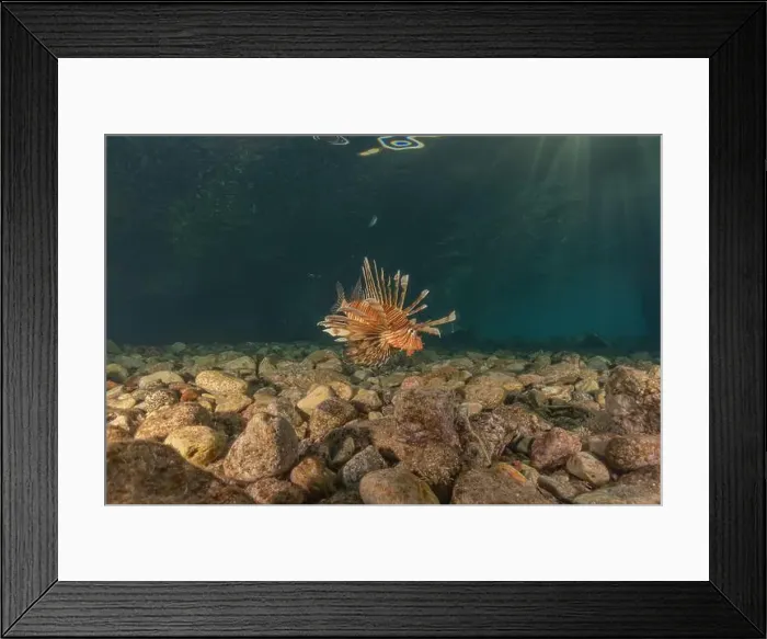 Framed Print : Lionfish in the Red Sea colorful fish, Eilat Israel Framed Print : Lionfish in the Red Sea colorful fish, Eilat Israel