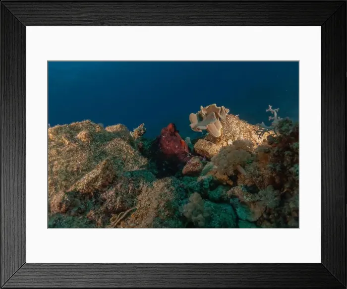 Framed Print : Octopus king of camouflage in the Red Sea, Eilat Israel Framed Print : Octopus king of camouflage in the Red Sea, Eilat Israel