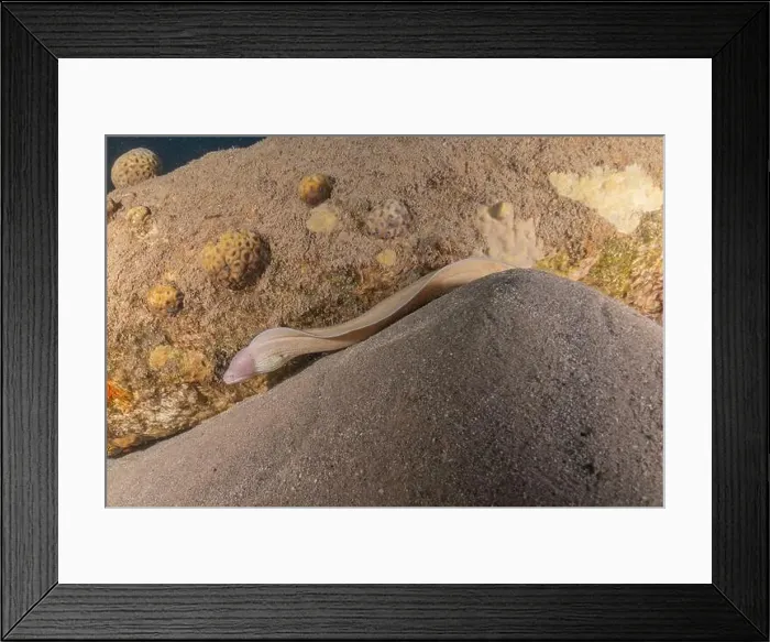 Framed Print : Moray eel Mooray lycodontis undulatus in the Red Sea, Eilat Israel Framed Print : Moray eel Mooray lycodontis undulatus in the Red Sea, Eilat Israel