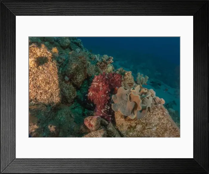 Framed Print : Octopus king of camouflage in the Red Sea, Eilat Israel Framed Print : Octopus king of camouflage in the Red Sea, Eilat Israel