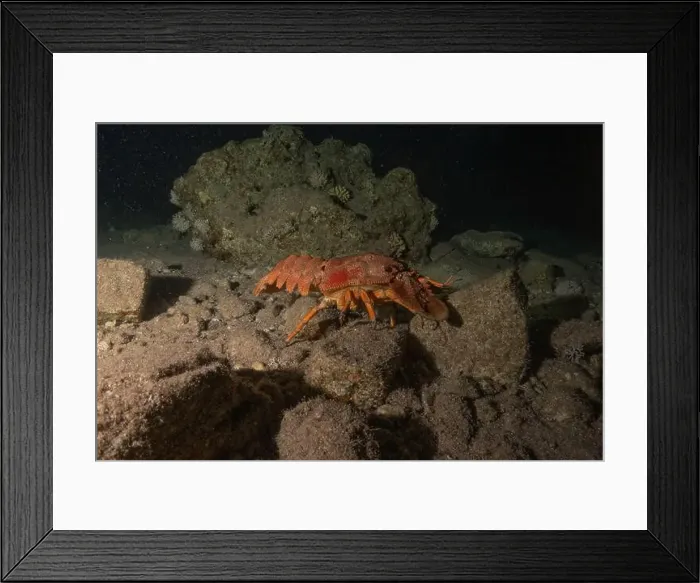 Framed Print : Lobster at the Red Sea Colorful and beautiful, Eilat Israel Framed Print : Lobster at the Red Sea Colorful and beautiful, Eilat Israel