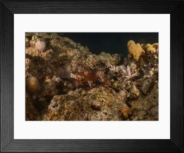 Framed Print : Lionfish in the Red Sea colorful fish, Eilat Israel Framed Print : Lionfish in the Red Sea colorful fish, Eilat Israel