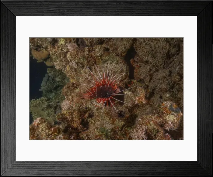 Framed Print : Lionfish in the Red Sea colorful fish, Eilat Israel Framed Print : Lionfish in the Red Sea colorful fish, Eilat Israel