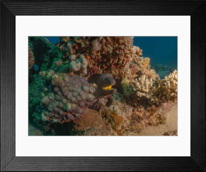 Framed Print : Moray eel Mooray lycodontis undulatus in the Red Sea, Eilat Israel Framed Print : Moray eel Mooray lycodontis undulatus in the Red Sea, Eilat Israel