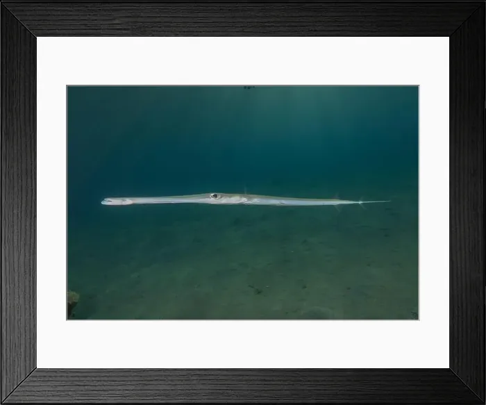 Framed Print : Squid in the Red Sea Colorful and beautiful, Eilat Israel Framed Print : Squid in the Red Sea Colorful and beautiful, Eilat Israel