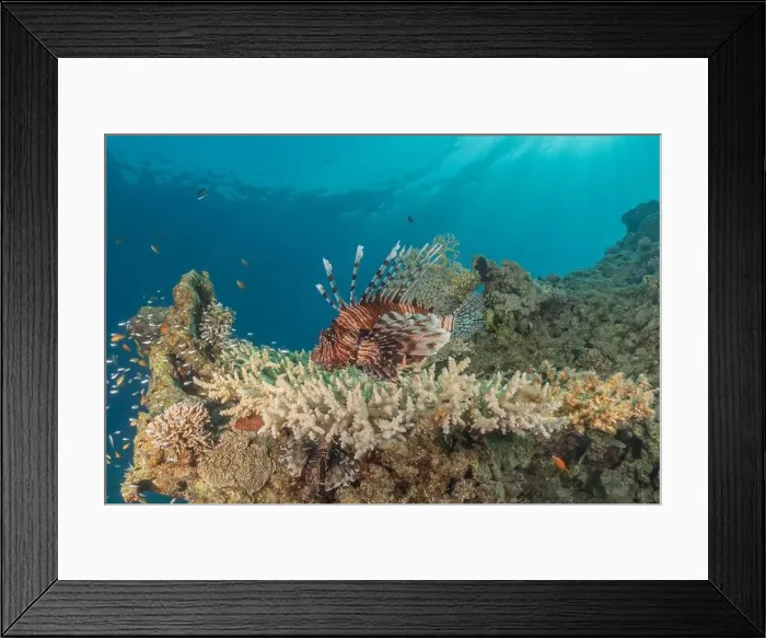 Framed Print : Lionfish in the Red Sea colorful fish, Eilat Israel Framed Print : Lionfish in the Red Sea colorful fish, Eilat Israel