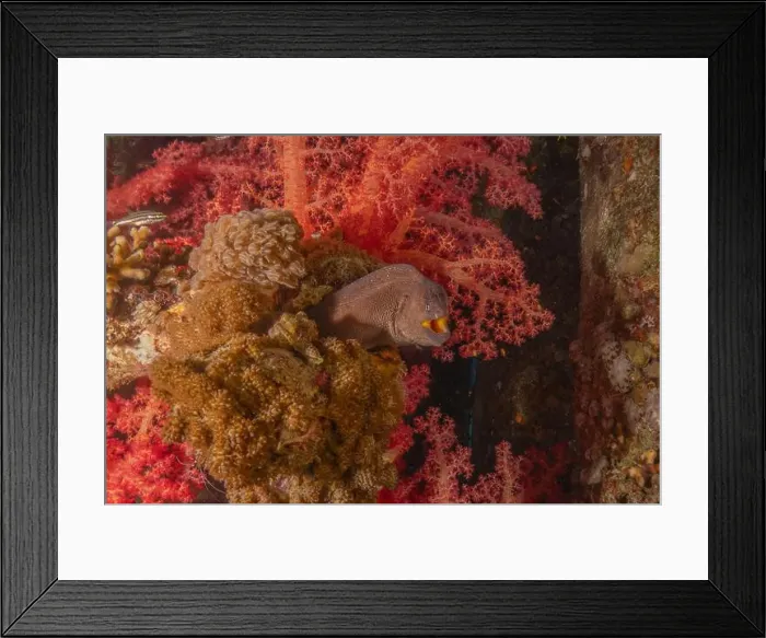 Framed Print : Moray eel Mooray lycodontis undulatus in the Red Sea, Eilat Israel Framed Print : Moray eel Mooray lycodontis undulatus in the Red Sea, Eilat Israel