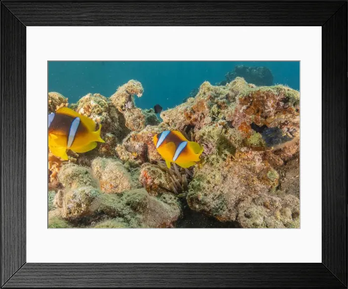 Framed Print : Clown-fish anemonefish in the Red Sea Colorful and beautiful, Eilat Israel Framed Print : Clown-fish anemonefish in the Red Sea Colorful and beautiful, Eilat Israel