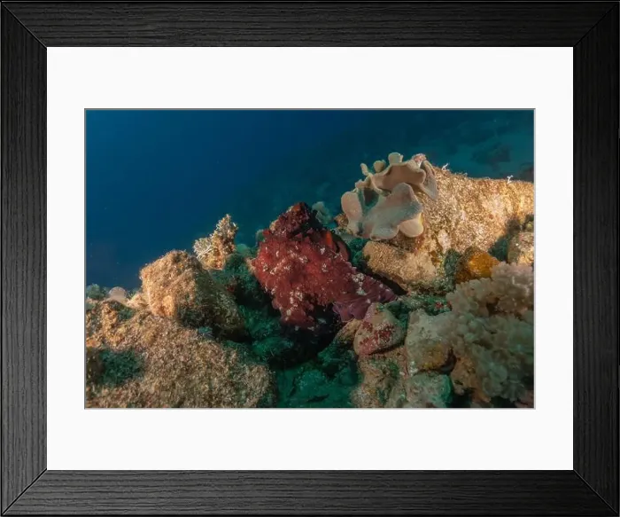 Framed Print : Octopus king of camouflage in the Red Sea, Eilat Israel Framed Print : Octopus king of camouflage in the Red Sea, Eilat Israel