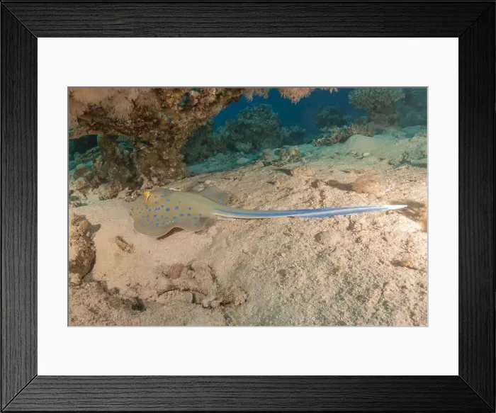 Framed Print : Blue-spotted stingray On the seabed in the Red Sea Eilat, Israel Framed Print : Blue-spotted stingray On the seabed in the Red Sea Eilat, Israel