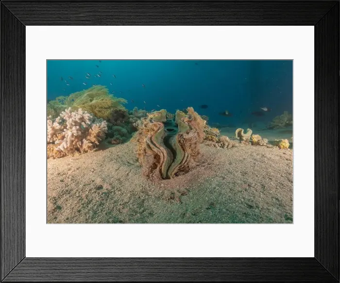 Framed Print : Giant Clam in the Red Sea Colorful and beautiful, Eilat Israel Framed Print : Giant Clam in the Red Sea Colorful and beautiful, Eilat Israel