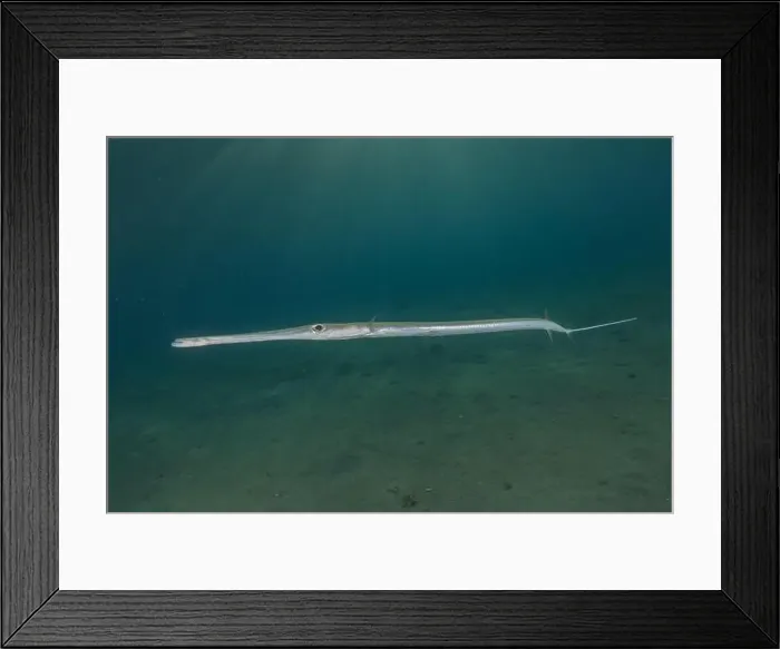 Framed Print : Squid in the Red Sea Colorful and beautiful, Eilat Israel Framed Print : Squid in the Red Sea Colorful and beautiful, Eilat Israel