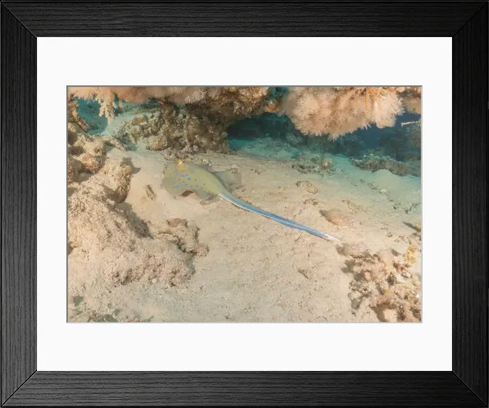 Framed Print : Blue-spotted stingray On the seabed in the Red Sea Eilat, Israel Framed Print : Blue-spotted stingray On the seabed in the Red Sea Eilat, Israel