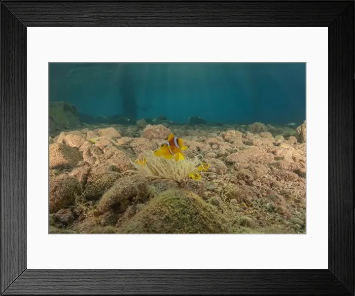 Framed Print : Clown-fish anemonefish in the Red Sea Colorful and beautiful, Eilat Israel Framed Print : Clown-fish anemonefish in the Red Sea Colorful and beautiful, Eilat Israel