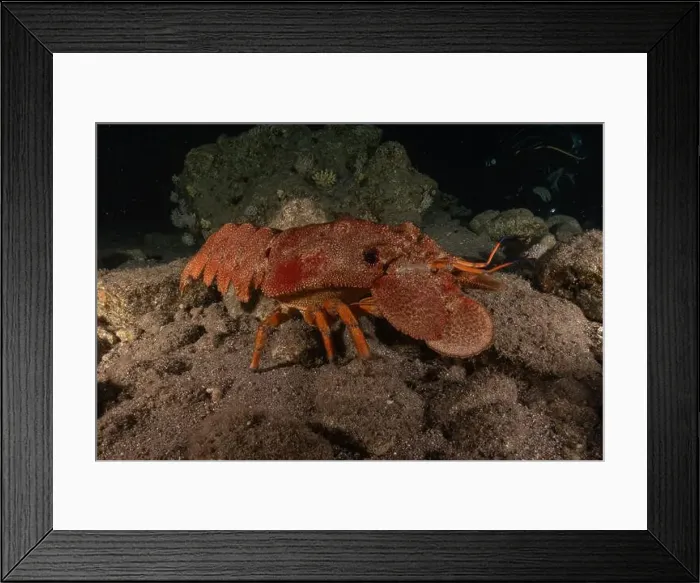 Framed Print : Lobster at the Red Sea Colorful and beautiful, Eilat Israel Framed Print : Lobster at the Red Sea Colorful and beautiful, Eilat Israel