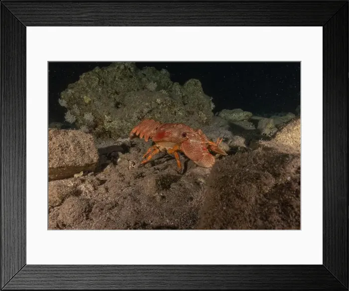 Framed Print : Lobster at the Red Sea Colorful and beautiful, Eilat Israel Framed Print : Lobster at the Red Sea Colorful and beautiful, Eilat Israel