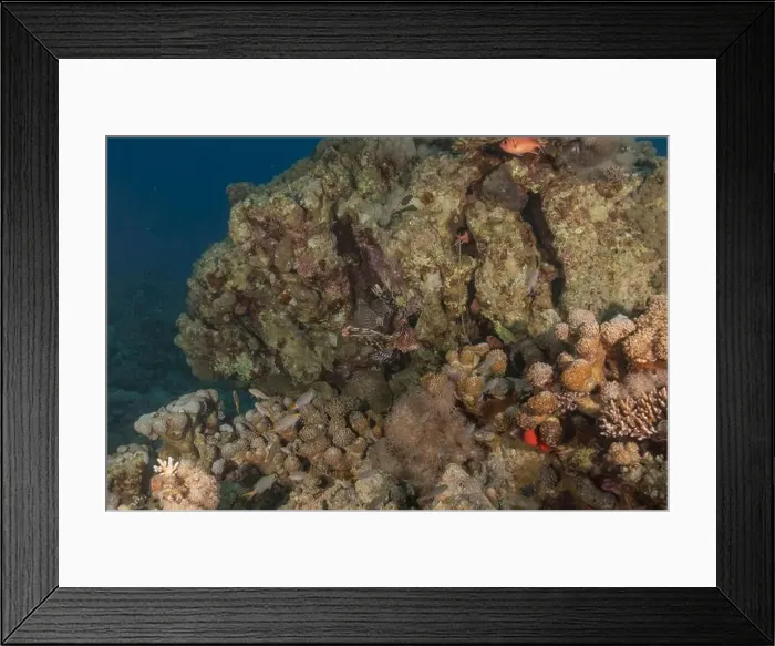 Framed Print : Lionfish in the Red Sea colorful fish, Eilat Israel Framed Print : Lionfish in the Red Sea colorful fish, Eilat Israel