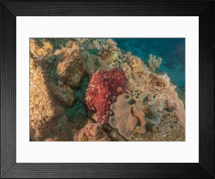 Framed Print : Octopus king of camouflage in the Red Sea, Eilat Israel Framed Print : Octopus king of camouflage in the Red Sea, Eilat Israel