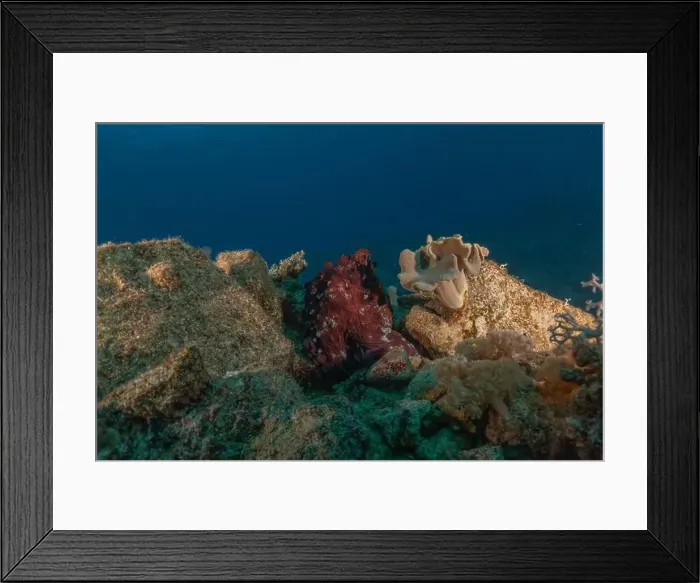 Framed Print : Octopus king of camouflage in the Red Sea, Eilat Israel Framed Print : Octopus king of camouflage in the Red Sea, Eilat Israel