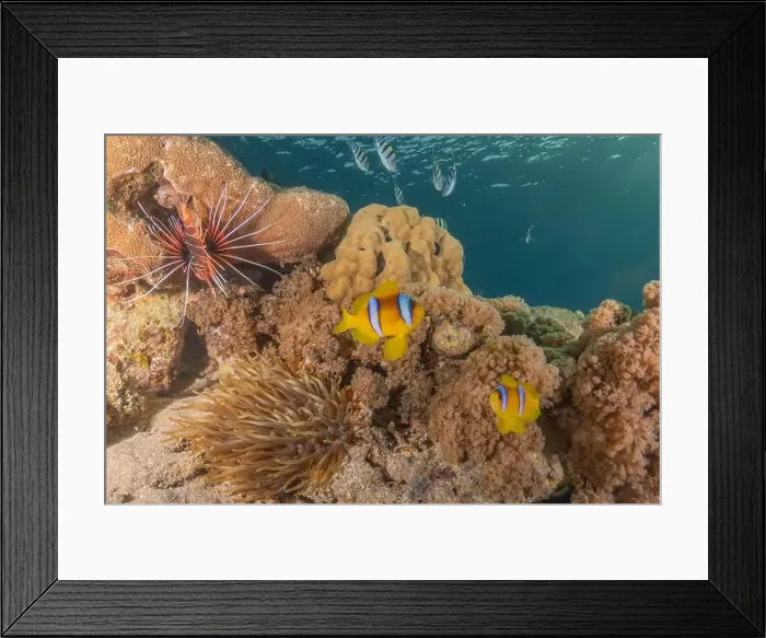 Framed Print : Clown-fish anemonefish in the Red Sea Colorful and beautiful, Eilat Israel Framed Print : Clown-fish anemonefish in the Red Sea Colorful and beautiful, Eilat Israel