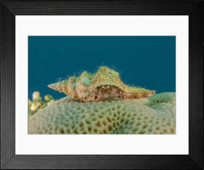 Framed Print : Sea snail in the Red Sea Colorful and beautiful, Eilat Israel Framed Print : Sea snail in the Red Sea Colorful and beautiful, Eilat Israel