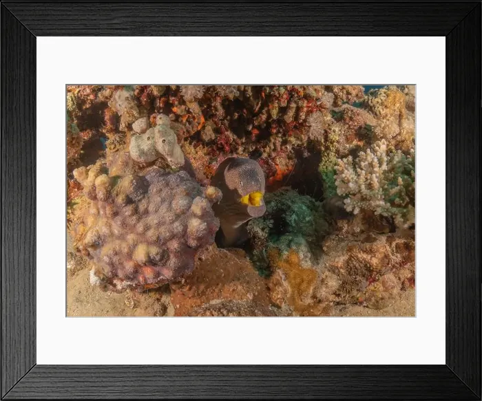 Framed Print : Moray eel Mooray lycodontis undulatus in the Red Sea, Eilat Israel Framed Print : Moray eel Mooray lycodontis undulatus in the Red Sea, Eilat Israel