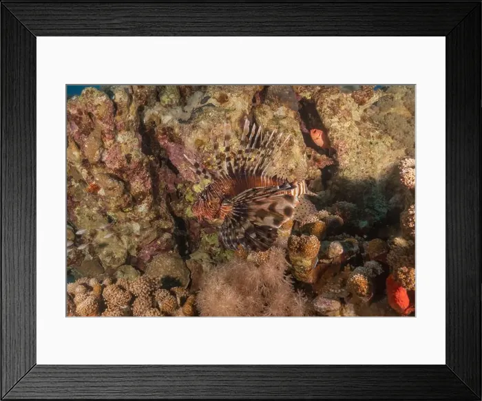 Framed Print : Lionfish in the Red Sea colorful fish, Eilat Israel Framed Print : Lionfish in the Red Sea colorful fish, Eilat Israel