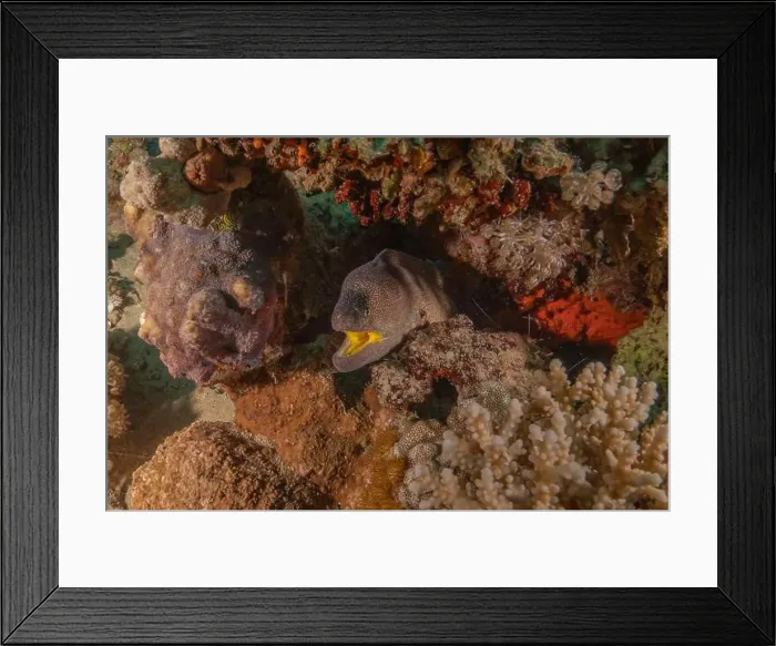Framed Print : Moray eel Mooray lycodontis undulatus in the Red Sea, Eilat Israel Framed Print : Moray eel Mooray lycodontis undulatus in the Red Sea, Eilat Israel
