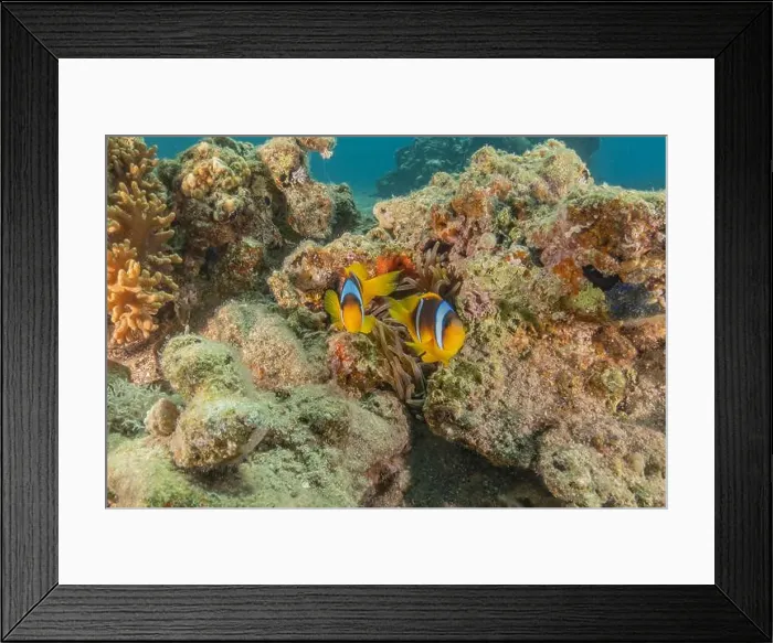 Framed Print : Clown-fish anemonefish in the Red Sea Colorful and beautiful, Eilat Israel Framed Print : Clown-fish anemonefish in the Red Sea Colorful and beautiful, Eilat Israel