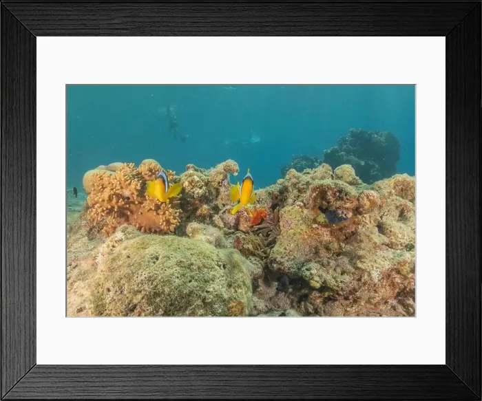 Framed Print : Clown-fish anemonefish in the Red Sea Colorful and beautiful, Eilat Israel Framed Print : Clown-fish anemonefish in the Red Sea Colorful and beautiful, Eilat Israel